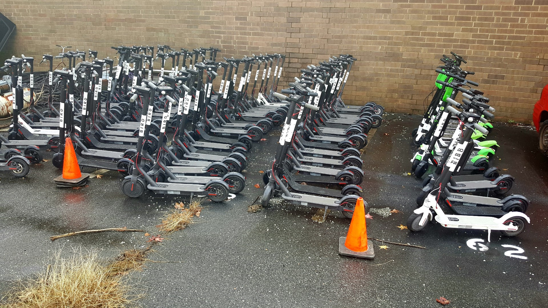 Greensboro Allows Bird Scooters With New Rules in Place